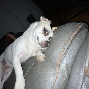 Meet your Posher, Jojo